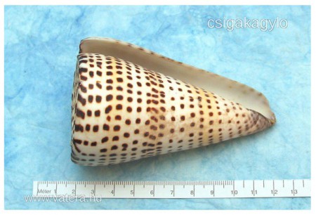 Conus Literatus xxxl